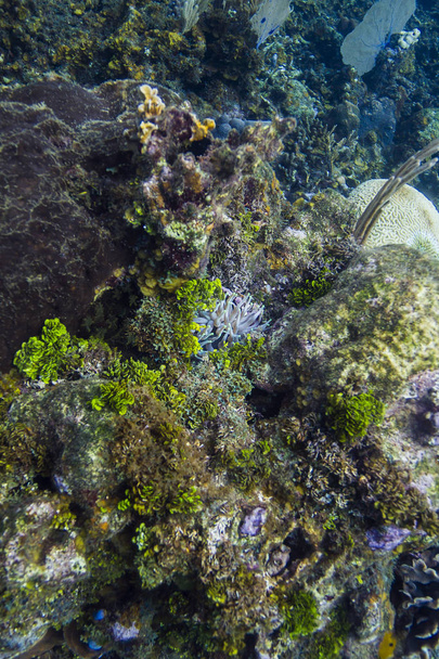Anémone dans un grand récif
 - Photo, image