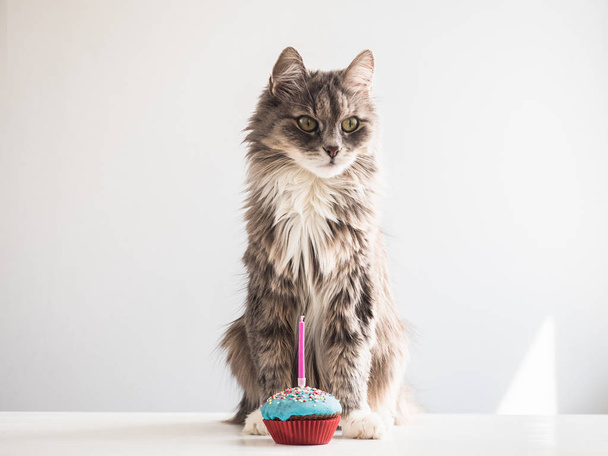 Gray kitten and a festive cupcake with candle - Fotografie, Obrázek
