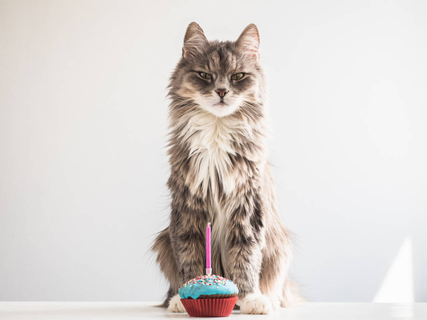 Gray kitten and a festive cupcake with candle - Photo, Image