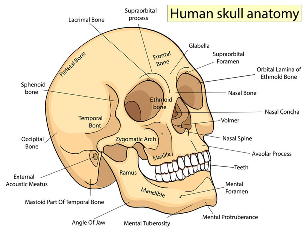 Wykształcenie medyczne wykresu biologii ludzkiej czaszki diagramu. Wektor. Białe tło przedniej aspekt podstawowego kształcenia medycznego - Wektor, obraz