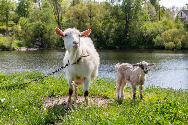зеленая поляна на берегу реки, но которая пасут коз
  - Фото, изображение