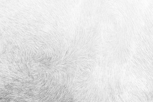 White Buffalo Skin Background. - Photo, Image