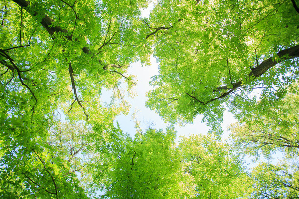 Paisagem florestal verde
 - Foto, Imagem
