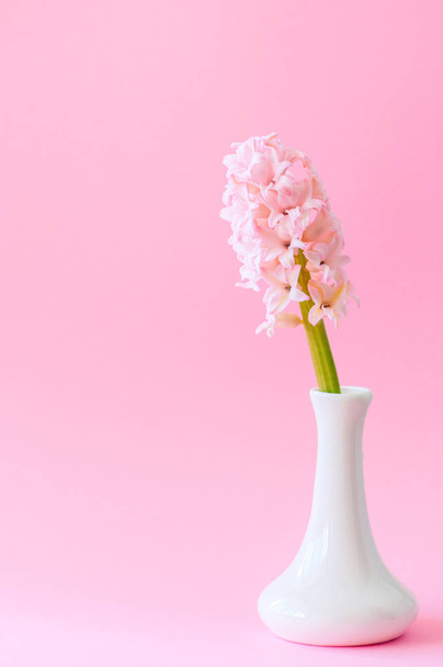 One beautiful pink hyacinth flower in a white vase. Pink backgro - Fotó, kép