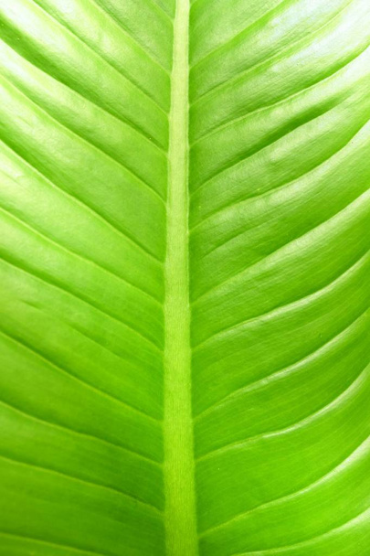 Close up Green Leaf Background. - Photo, Image