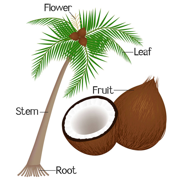 La ilustración muestra parte de la planta de coco
. - Vector, imagen