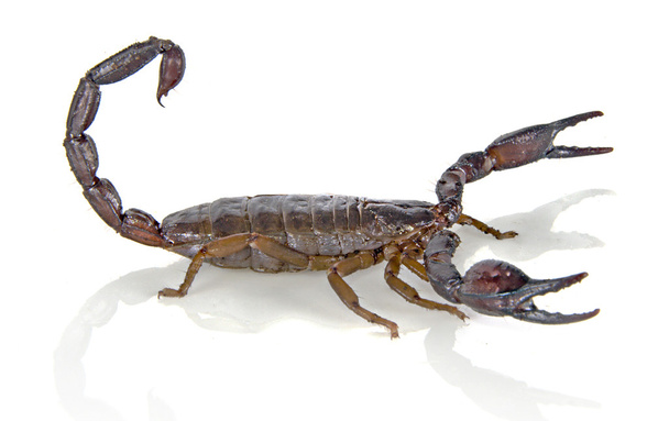 Scorpion - Fotografie, Obrázek