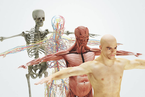 Cuerpo humano desde los huesos hasta la piel, ilustración en 3D
 - Foto, imagen