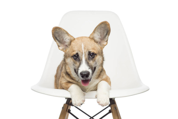 Pembroke Welsh Corgi puppy sitting on chair. looking at camera. isolated on white background - Foto, imagen