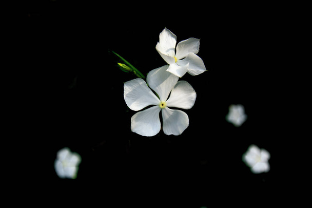 ニチニチソウ ニチニチソウの花背景黒のプーケット タイの白 - 写真・画像
