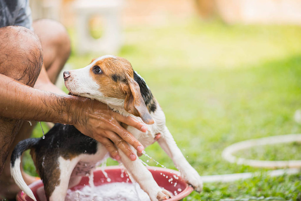 Roztomilé štěně beagle ve sprše - Fotografie, Obrázek