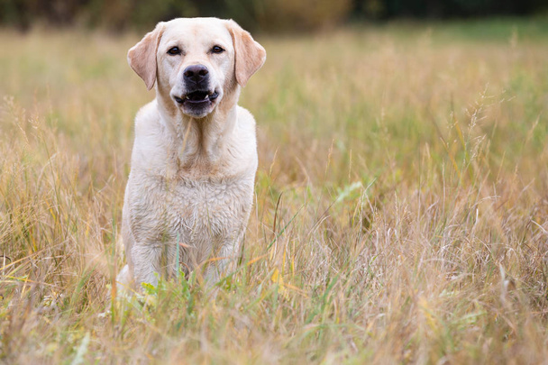 Jasny labrador retriever siedzi na jesień łąka - Zdjęcie, obraz