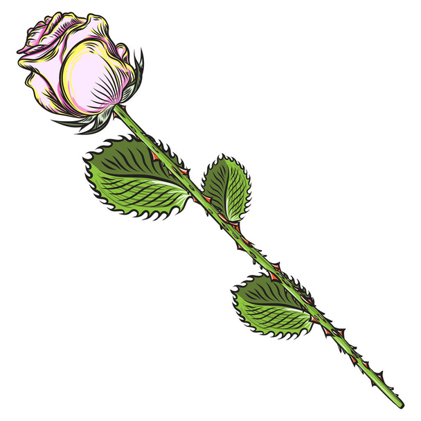 Beautiful white pink rose with green leaves isolated on white ba - Vector, imagen
