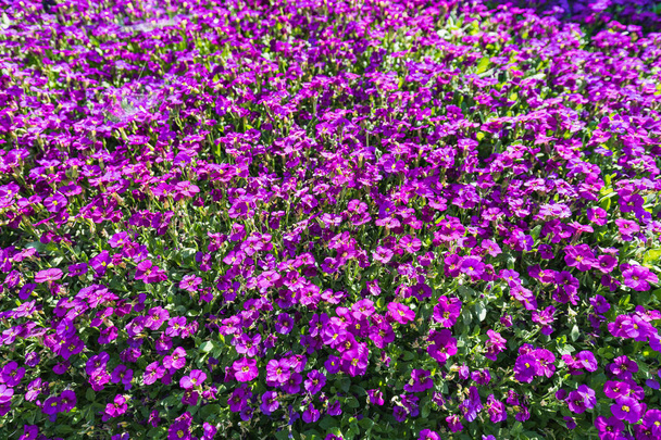 Nahaufnahme einer Menge lila Aubrieta-Blüten - Foto, Bild