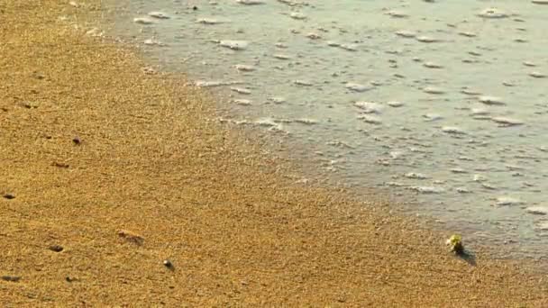 gouden strand. mooi schuimende golven wassen het gouden zand. - Video