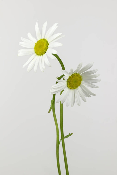 Дві квітки ромашки
 - Фото, зображення