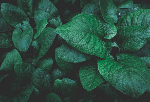 leaves background texture. green leaf - Foto, Bild