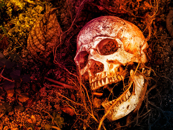 Před lidská lebka, pohřben v půdě s kořeny - Fotografie, Obrázek