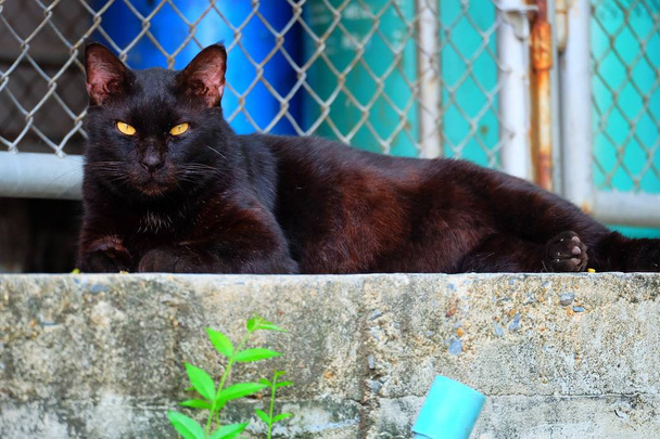 черный кот, лежащий на земле
. - Фото, изображение