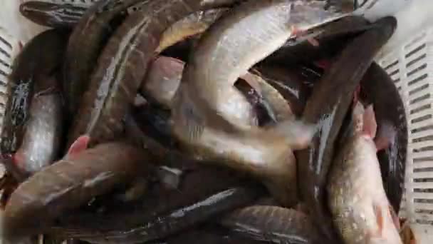 Gros plan de nombreux poissons-brochet sur une livre de pisciculture
 - Séquence, vidéo
