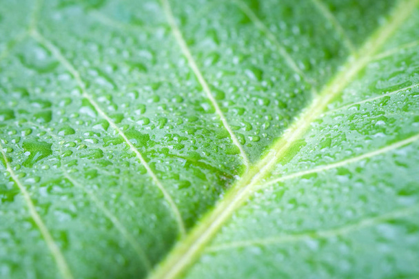  Soft Focus nature background texture  green leaf with water drop. - Valokuva, kuva