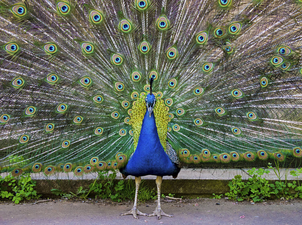 El pavo real esponjó una gran cola brillante en el baile de apareamiento. Vista frontal
 - Foto, imagen