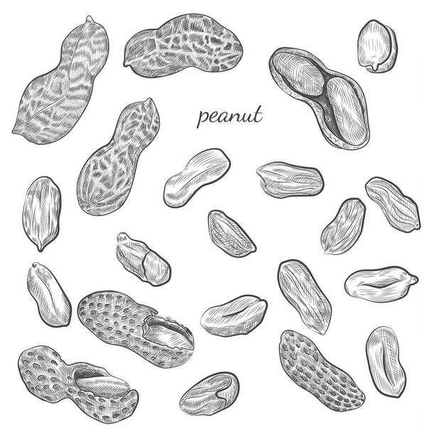 Peanut illustration dessinée à la main
. - Vecteur, image