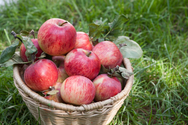 Cesta con la cosecha de manzanas sobre hierba
 - Foto, imagen