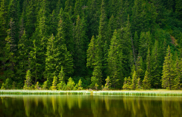 Pine mountain-tó - Fotó, kép