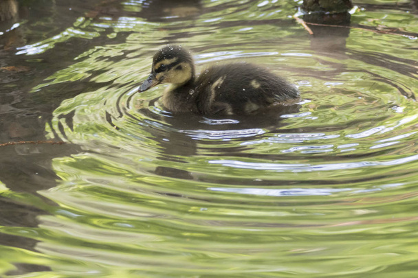 cute duckling on pond - Foto, Imagem