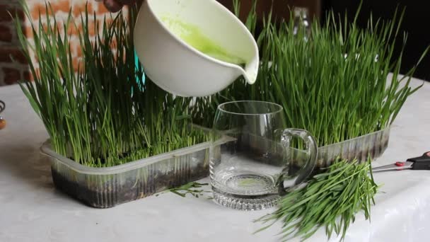 Πράσινο βιολογικό σιτάρι χόρτο έτοιμος να πιει - Πλάνα, βίντεο