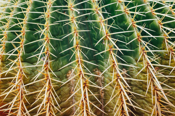 fondo de cactus enorme, vista de cerca
 - Foto, imagen