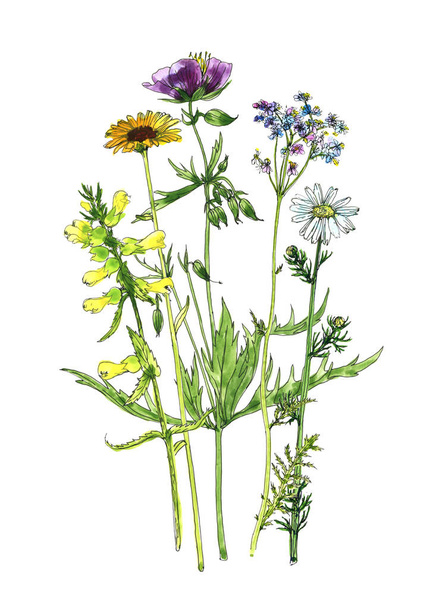 watercolor drawing flowers and plants - Fotografie, Obrázek