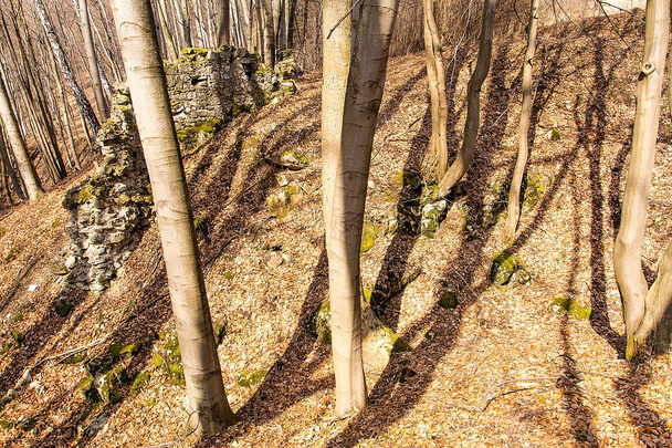 Bosque de hayas a principios de primavera en Czerna cerca de Krzeszowice (Polonia
) - Foto, imagen