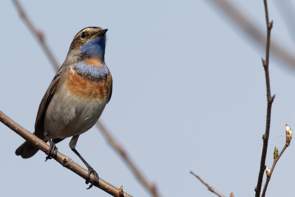 Male bluethroat. Close-up of beautiful bluethroat. luscinia Svecica sitting on a  branch. Bluethroat colored bird sings the song. Animal and Nature Background. Wildlife. - Photo, Image
