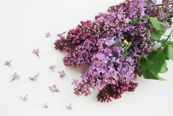 Lilalc 紫花の花束を閉じます。春の時間 Flwoers。コピー スペースで白背景に由来. - 写真・画像
