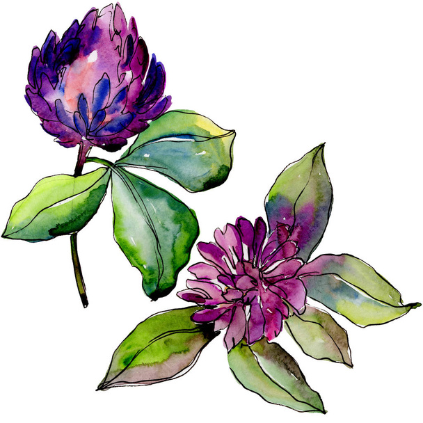 Wildflower klaver bloem in een aquarel stijl geïsoleerd.  - Foto, afbeelding