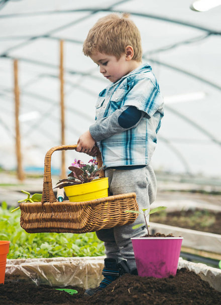 Cute boy holding wicker basket with yellow flowerpot. Side view kid standing on ground in greenhouse. - Φωτογραφία, εικόνα