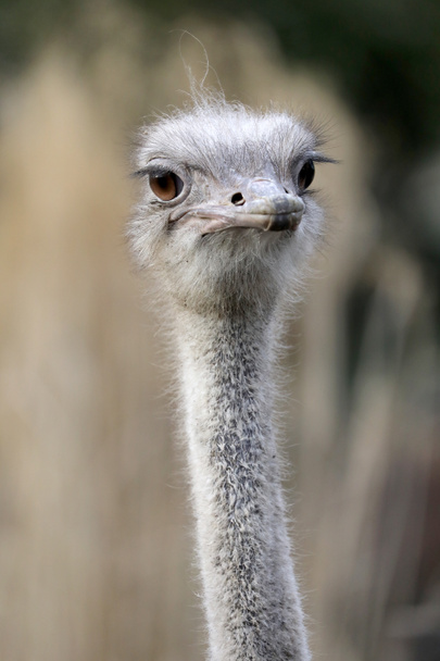 Ostrich head close-up portrait close up shot - Foto, Imagen