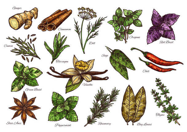 Schizzo di spezie e erbe aromatiche di condimento fresco con nome
 - Vettoriali, immagini