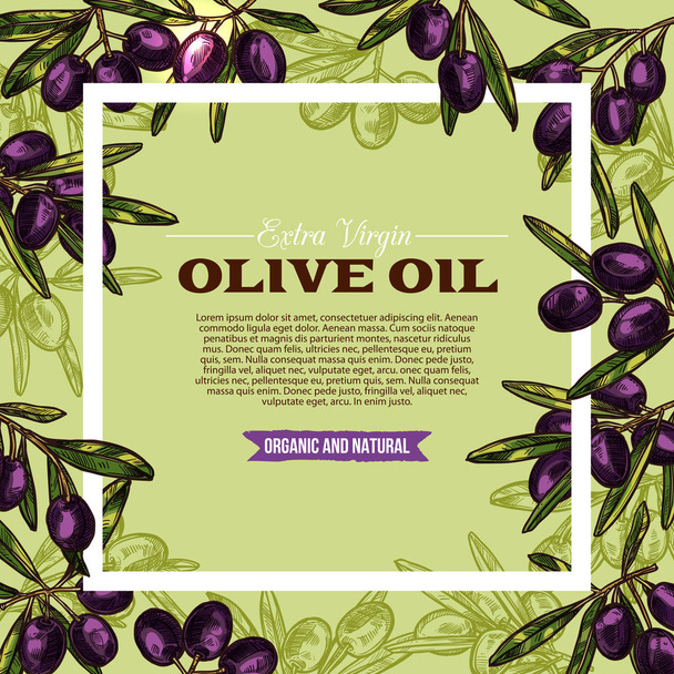 Olive fruit sketch frame of extra virgin oil label - Vector, Image