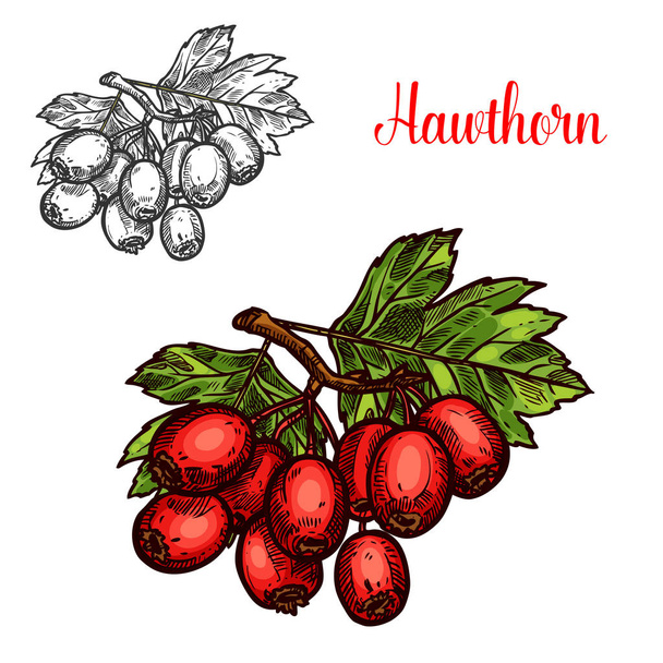 Hawthorn hedelmät haara luonnos kypsä punainen marja
 - Vektori, kuva
