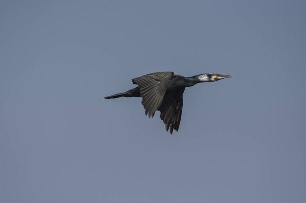 Great cormorant (Phalacrocorax carbo) Flying. Adults have white patches on the thighs and on the throat in the breeding season. In European waters it can be distinguished from the common shag by its larger size, heavier build, thicker bill. - Photo, Image