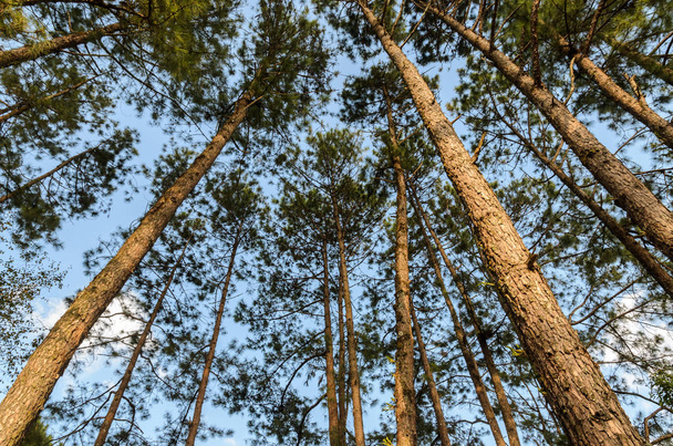 Green nature scenic view of big and tall pine trees in the forest when looking up. Low angle shot - Фото, зображення