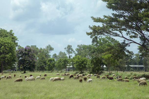 Schapen en geiten op de weide - Foto, afbeelding