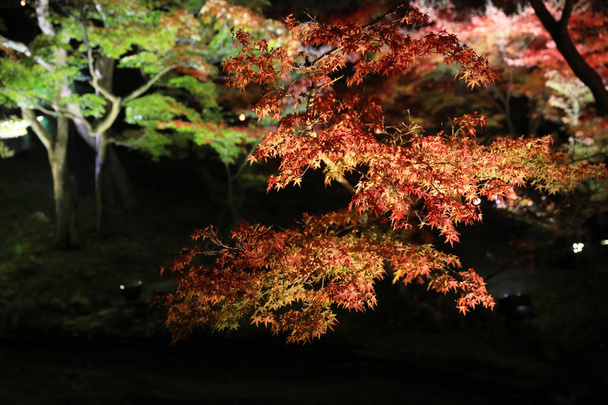eine Herbstsaison der kodaiji-Nacht  - Foto, Bild