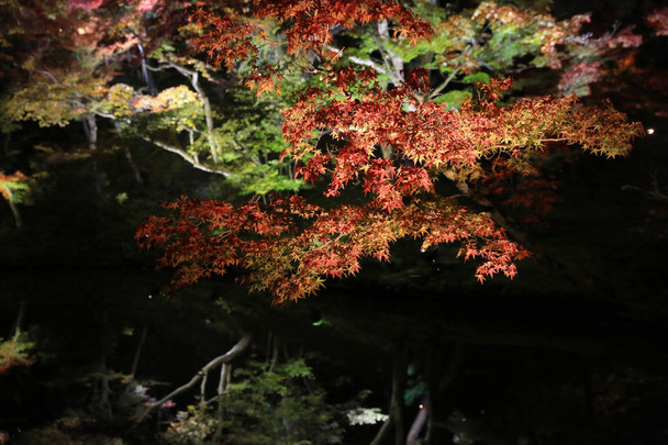 uma estação de outono de noite kodaiji
  - Foto, Imagem