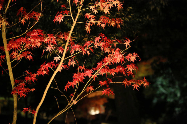 een val seizoen van kodaiji nacht  - Foto, afbeelding