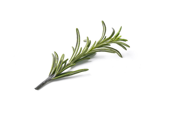 rosemary herb closeup on white background - Photo, Image