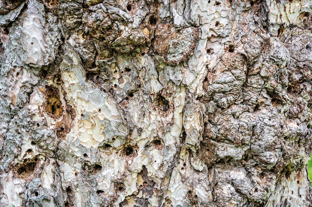 Background of conifer tree bark - Foto, immagini